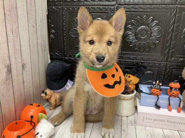 岡山県のハーフ犬・ミックス犬 (ワンキャラット アミーゴ高屋店/2026年8月26日生まれ/男の子/赤)の子犬の1枚目の画像