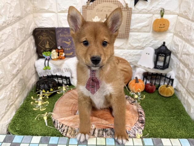 兵庫県のハーフ犬・ミックス犬 (ワンキャラット アミーゴ姫路花田店/2026年8月26日生まれ/男の子/赤)の子犬の1枚目の画像