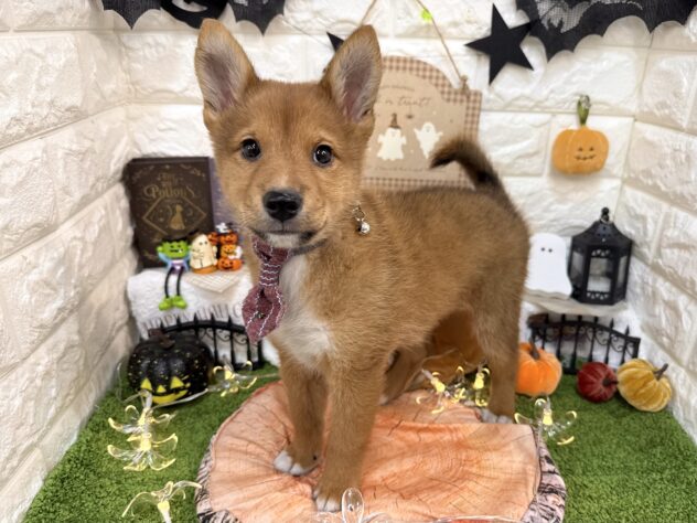 兵庫県のハーフ犬・ミックス犬 (ワンキャラット アミーゴ姫路花田店/2026年8月26日生まれ/男の子/赤)の子犬の3枚目の画像