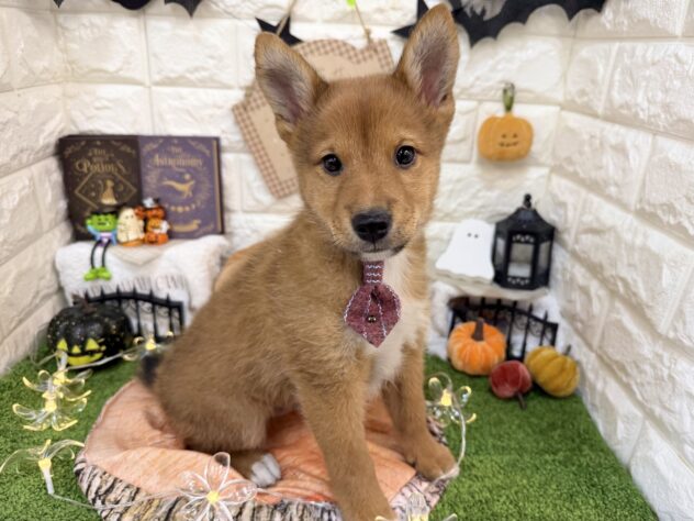 兵庫県のハーフ犬・ミックス犬 (ワンキャラット アミーゴ姫路花田店/2026年8月26日生まれ/男の子/赤)の子犬の2枚目の画像