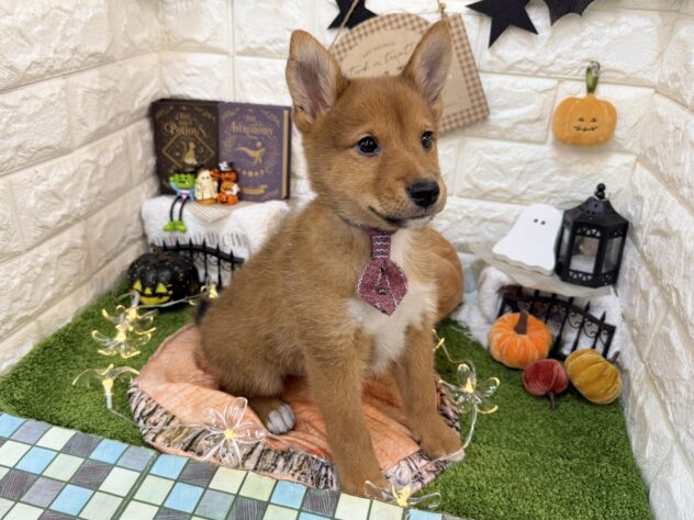 兵庫県のハーフ犬・ミックス犬 (ワンキャラット アミーゴ姫路花田店/2026年8月26日生まれ/男の子/赤)の子犬の4枚目の画像