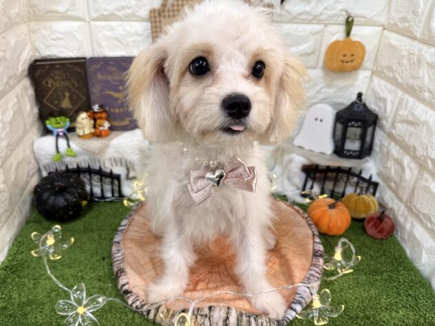 兵庫県のハーフ犬・ミックス犬 (ワンキャラット アミーゴ姫路花田店/2026年5月26日生まれ/女の子/ホワイトクリーム)の子犬の3枚目の画像