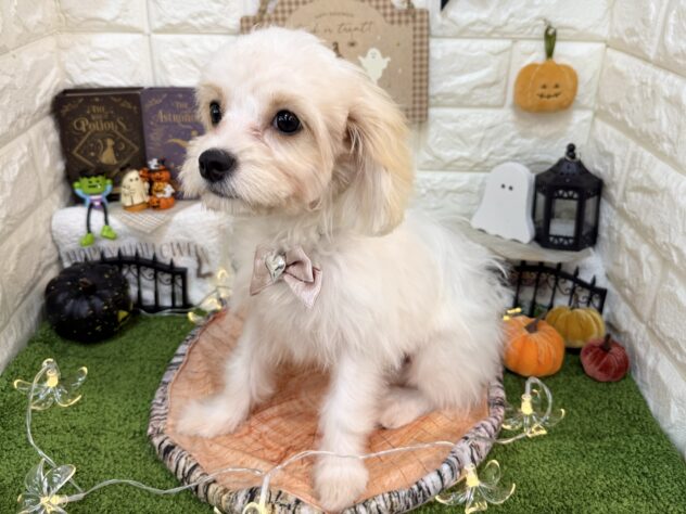 兵庫県のハーフ犬・ミックス犬 (ワンキャラット アミーゴ姫路花田店/2026年5月26日生まれ/女の子/ホワイトクリーム)の子犬の4枚目の画像