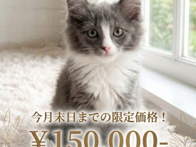 岡山県のノルウェージャンフォレストキャット (アミーゴ津山店/2026年8月4日生まれ/女の子/ブルーホワイト)の子猫