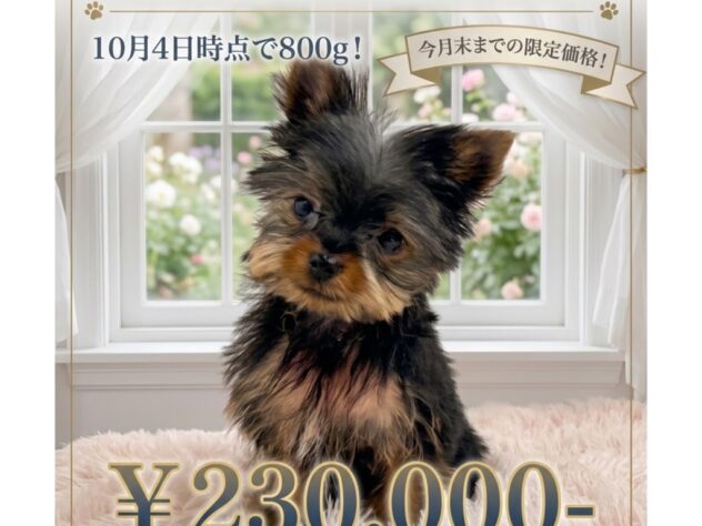 岡山県のヨークシャーテリア (アミーゴ津山店/2026年7月2日生まれ/男の子/スチールブルータン)の子犬