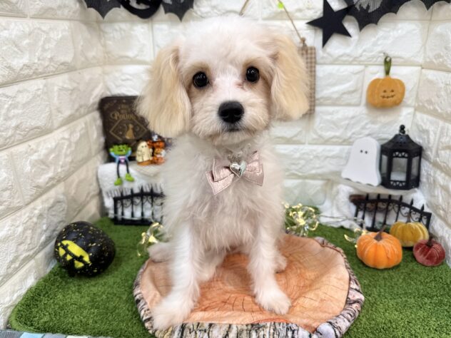 兵庫県のハーフ犬・ミックス犬 (ワンキャラット アミーゴ姫路花田店/2026年5月26日生まれ/女の子/ホワイトクリーム)の子犬の2枚目の画像