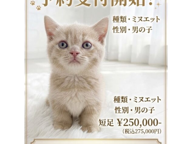 岡山県のミヌエット (アミーゴ津山店/2026年8月12日生まれ/男の子/クリームタビー)の子猫