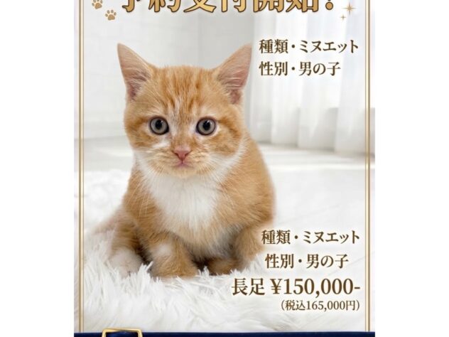 岡山県のミヌエット (アミーゴ津山店/2026年8月12日生まれ/男の子/レッドタビーホワイト)の子猫