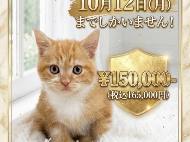 岡山県のミヌエット (アミーゴ津山店/2026年8月12日生まれ/男の子/レッドタビーホワイト)の子猫