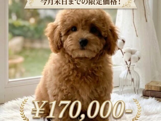岡山県のハーフ犬・ミックス犬 (アミーゴ津山店/2026年8月7日生まれ/女の子/アプリコット)の子犬