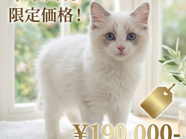 岡山県のラグドール (アミーゴ津山店/2026年8月15日生まれ/男の子/ブルーポイントバイカラー)の子猫