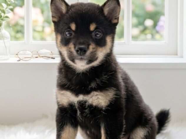 岡山県の豆柴 (アミーゴ津山店/2026年8月17日生まれ/男の子/黒)の子犬