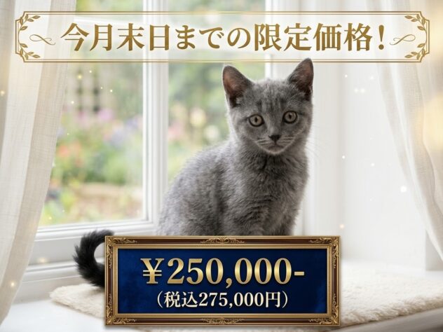 岡山県のブリティッシュショートヘアー (アミーゴ津山店/2026年8月19日生まれ/女の子/ブルー)の子猫