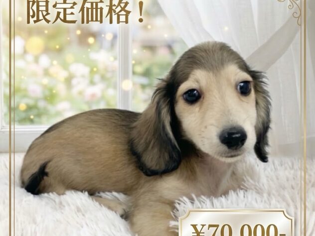岡山県のミニチュアダックスフンド(ロング) (アミーゴ津山店/2026年8月17日生まれ/男の子/シェーデットイエロー)の子犬