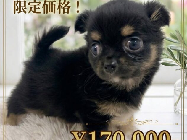岡山県のチワワ(ロング) (アミーゴ津山店/2026年8月25日生まれ/男の子/ブラックタンホワイト)の子犬
