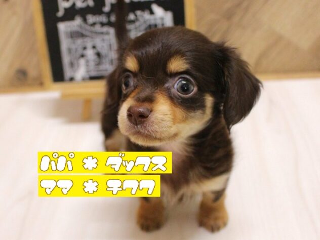 兵庫県のチワックス(チワワ×ダックス) (ペット・プラザ アミーゴつかしん店/2026年8月15日生まれ/女の子/チョコレートクリーム)の子犬の1枚目の画像