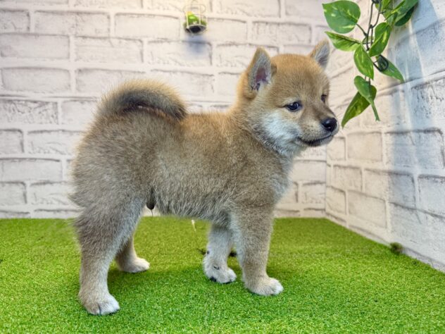 岡山県の柴犬(標準サイズ) (アミーゴ妹尾店/2026年8月10日生まれ/男の子/赤)の子犬の3枚目の画像