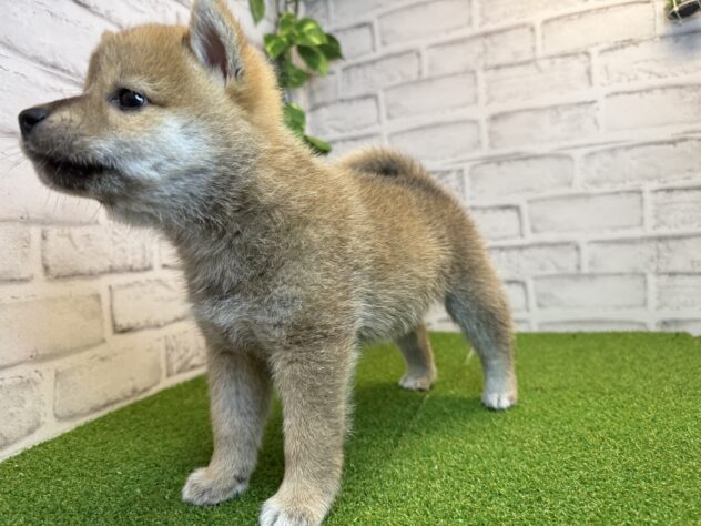 岡山県の柴犬(標準サイズ) (アミーゴ妹尾店/2026年8月10日生まれ/男の子/赤)の子犬の2枚目の画像