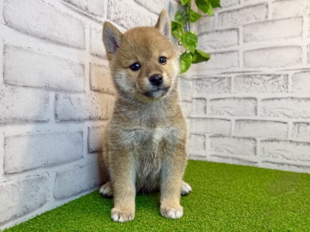 岡山県の柴犬(標準サイズ) (アミーゴ妹尾店/2026年8月10日生まれ/男の子/赤)の子犬の1枚目の画像