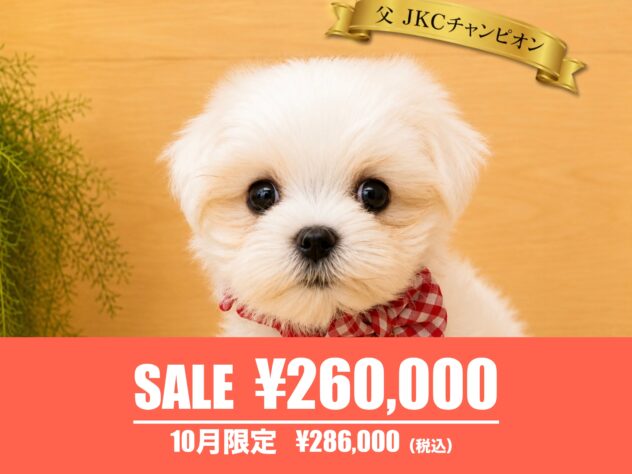 広島県のマルチーズ (アミーゴ東深津店/2026年6月30日生まれ/女の子/ホワイト)の子犬の1枚目の画像