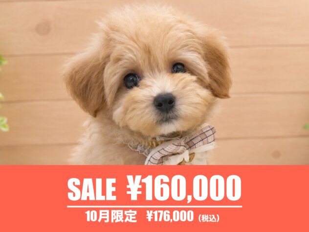 広島県のハーフ犬・ミックス犬 (アミーゴ東深津店/2026年7月27日生まれ/男の子/アプリコット)の子犬の1枚目の画像