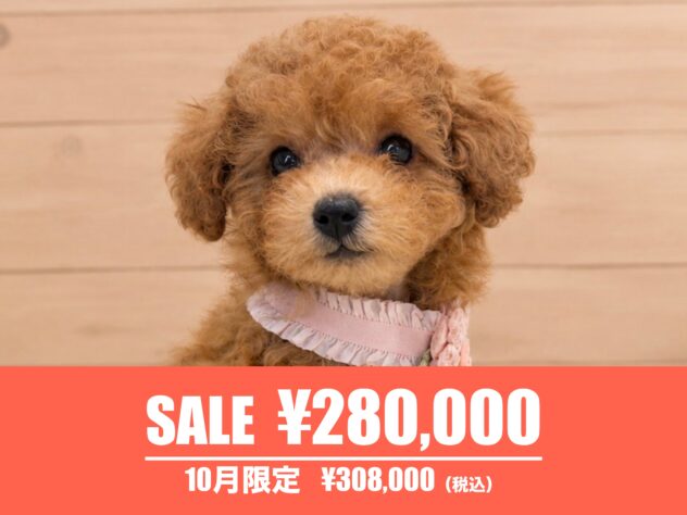 広島県のトイプードル(トイ) (アミーゴ東深津店/2026年7月28日生まれ/女の子/アプリコット)の子犬の1枚目の画像