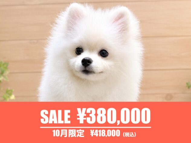 広島県のポメラニアン (アミーゴ東深津店/2026年3月31日生まれ/女の子/ホワイト)の子犬の1枚目の画像