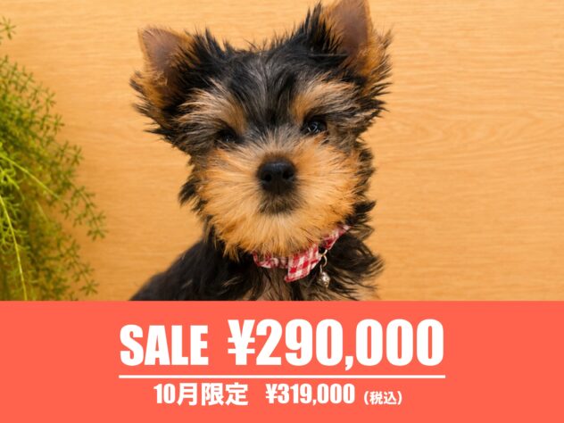 広島県のヨークシャーテリア (アミーゴ東深津店/2026年6月18日生まれ/女の子/スチールブルータン)の子犬の1枚目の画像