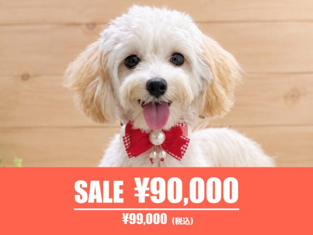 広島県のハーフ犬・ミックス犬 (アミーゴ東深津店/2026年4月6日生まれ/女の子/クリーム)の子犬の1枚目の画像