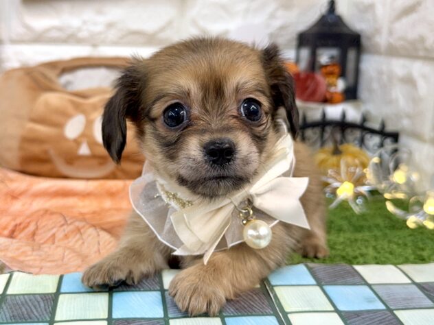 兵庫県のチワックス(チワワ×ダックス) (ワンキャラット アミーゴ姫路花田店/2026年8月12日生まれ/女の子/シェーデットイエロー)の子犬の1枚目の画像