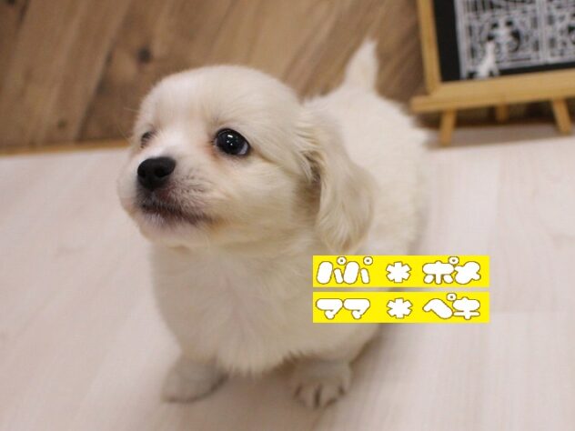 兵庫県のペキポメ/ポメペキ(ペキニーズ×ポメラニアン) (ペット・プラザ アミーゴつかしん店/2026年8月13日生まれ/男の子/クリーム)の子犬の1枚目の画像