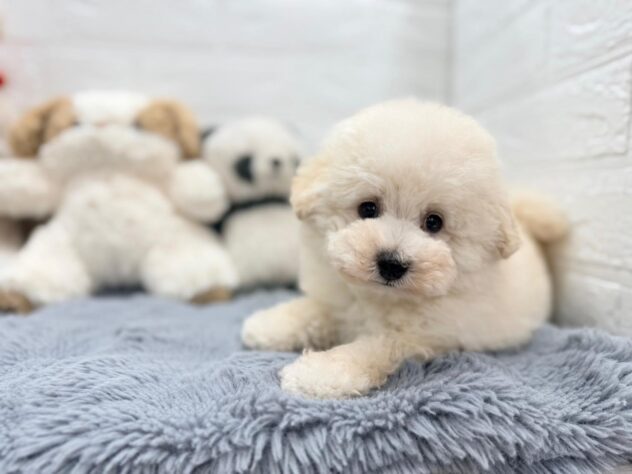 岡山県のトイプードル(トイ) (ワンキャラット アミーゴ岡南店/2026年8月8日生まれ/男の子/ホワイト)の子犬の2枚目の画像