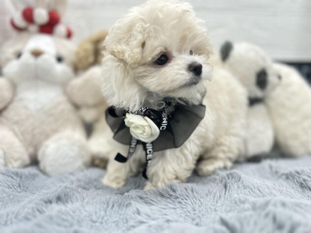 岡山県のハーフ犬・ミックス犬 (ワンキャラット アミーゴ岡南店/2026年8月3日生まれ/女の子/ホワイト)の子犬の2枚目の画像