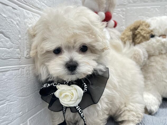 岡山県のハーフ犬・ミックス犬 (ワンキャラット アミーゴ岡南店/2026年8月3日生まれ/女の子/ホワイト)の子犬の1枚目の画像