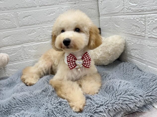 岡山県のハーフ犬・ミックス犬 (ワンキャラット アミーゴ岡南店/2026年6月6日生まれ/女の子/アプリコット)の子犬の2枚目の画像