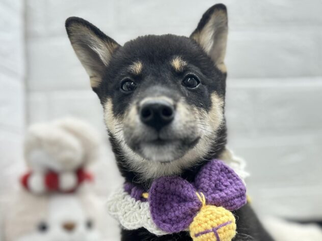 岡山県の柴犬(標準サイズ) (ワンキャラット アミーゴ岡南店/2026年8月2日生まれ/女の子/黒)の子犬の1枚目の画像