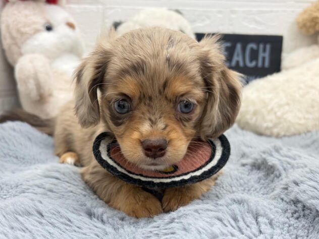 岡山県のハーフ犬・ミックス犬 (ワンキャラット アミーゴ岡南店/2026年8月28日生まれ/女の子/チョコレートダップル)の子犬の1枚目の画像
