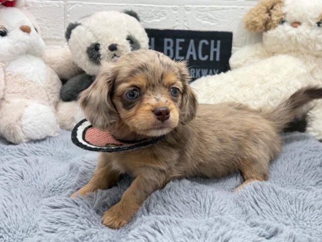 岡山県のハーフ犬・ミックス犬 (ワンキャラット アミーゴ岡南店/2026年8月28日生まれ/女の子/チョコレートダップル)の子犬の3枚目の画像