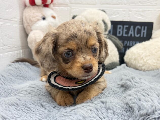 岡山県のハーフ犬・ミックス犬 (ワンキャラット アミーゴ岡南店/2026年8月28日生まれ/女の子/チョコレートダップル)の子犬の2枚目の画像
