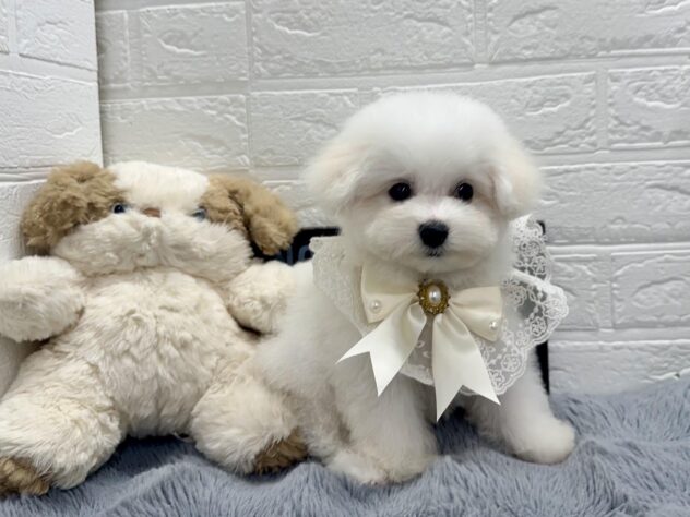岡山県のビションフリーゼ (ワンキャラット アミーゴ岡南店/2026年8月13日生まれ/男の子/ホワイト)の子犬の2枚目の画像