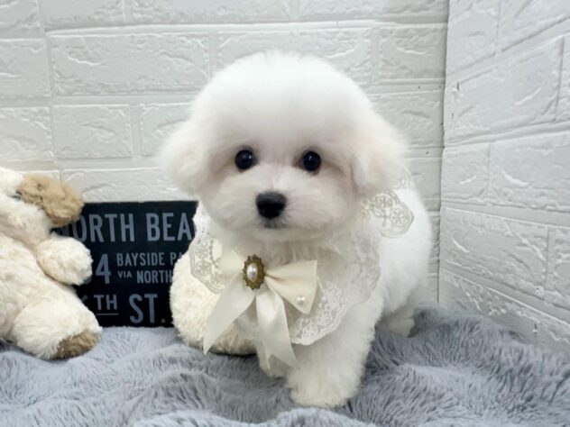 岡山県のビションフリーゼ (ワンキャラット アミーゴ岡南店/2026年8月13日生まれ/男の子/ホワイト)の子犬の3枚目の画像