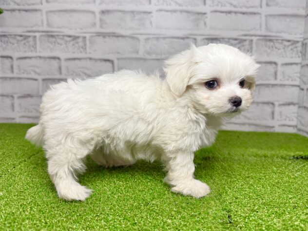 岡山県のマルチーズ (アミーゴ妹尾店/2026年8月20日生まれ/女の子/ホワイト)の子犬の2枚目の画像