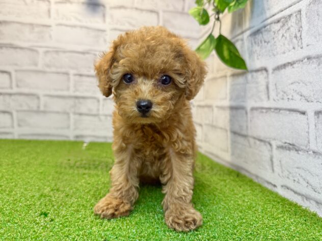 岡山県のトイプードル(トイ) (アミーゴ妹尾店/2026年8月17日生まれ/女の子/レッドフォーン)の子犬の1枚目の画像