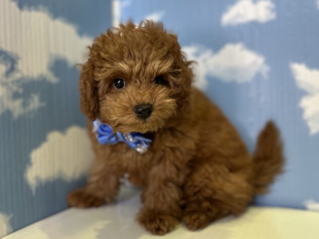 山形県のトイプードル(トイ) (アミーゴ山形北店/2026年6月28日生まれ/男の子/レッド)の子犬の2枚目の画像