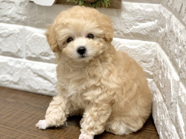 広島県のトイプードル(トイ) (アミーゴ宇品店/2026年8月1日生まれ/女の子/ペールフォーン)の子犬の3枚目の画像