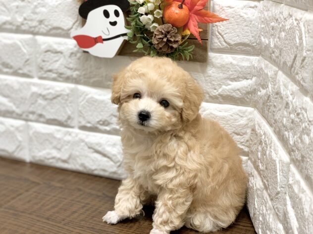 広島県のトイプードル(トイ) (アミーゴ宇品店/2026年8月1日生まれ/女の子/ペールフォーン)の子犬の2枚目の画像