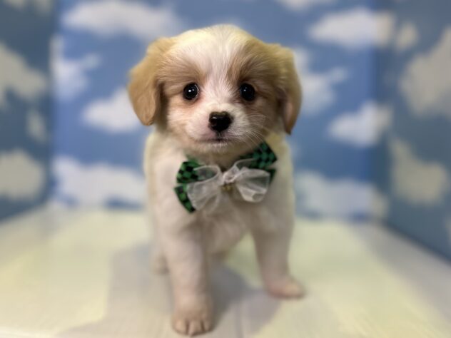 山形県のハーフ犬・ミックス犬 (アミーゴ山形北店/2026年7月31日生まれ/男の子/その他色)の子犬の1枚目の画像