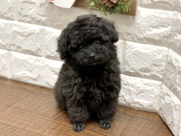 広島県のトイプードル(トイ) (アミーゴ宇品店/2026年7月30日生まれ/女の子/ブラック)の子犬の3枚目の画像
