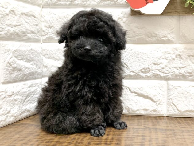 広島県のトイプードル(トイ) (アミーゴ宇品店/2026年7月30日生まれ/女の子/ブラック)の子犬の2枚目の画像