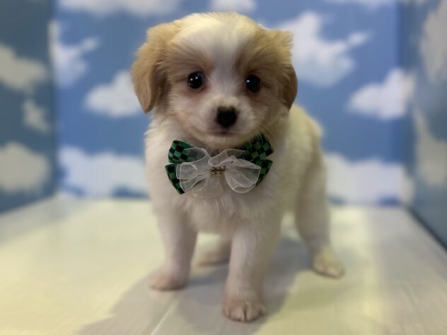 山形県のハーフ犬・ミックス犬 (アミーゴ山形北店/2026年7月31日生まれ/男の子/その他色)の子犬の3枚目の画像